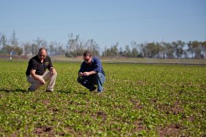 agronomic advice mungbean Australia Queensland