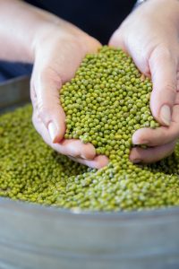 mungbean moong bean green gram Australia