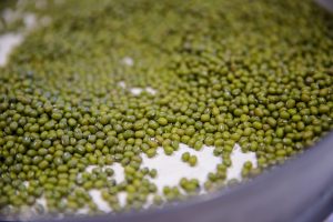 mungbean moong green bean green gram Australia