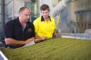 Westrup Verbruggen mung bean Biloela Queensland grading shed