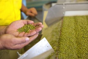 Australia mungbean export food safety