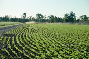 Australian Mungbean moong green bean green gram