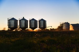 Mungbean farmer Australia