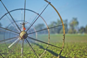 Callide Valley Queensland mungbean irrigation healthy safe