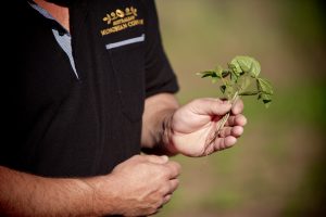 Australian Mungbean Association vice president moong green gram