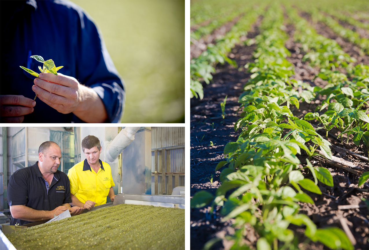 mungbeans-about