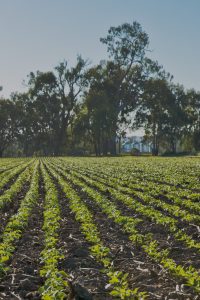 mungbean moong bean green gram Australia grading exporting